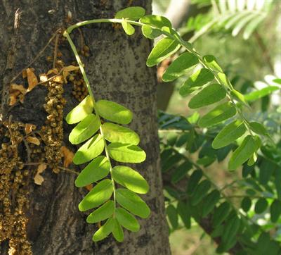 Gleditsia triacantho